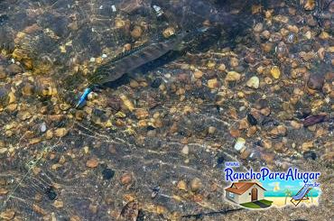 Rancho Talismã para Alugar em Miguelopolis - Águas Cristalinas